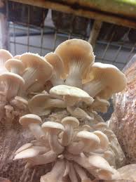 oyster mushroom oyster mushroom