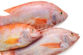 tilapia fish tilapia fish