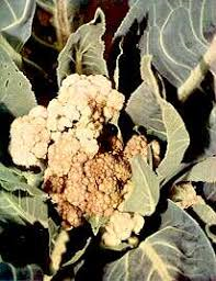 boron deficiency boron deficiency