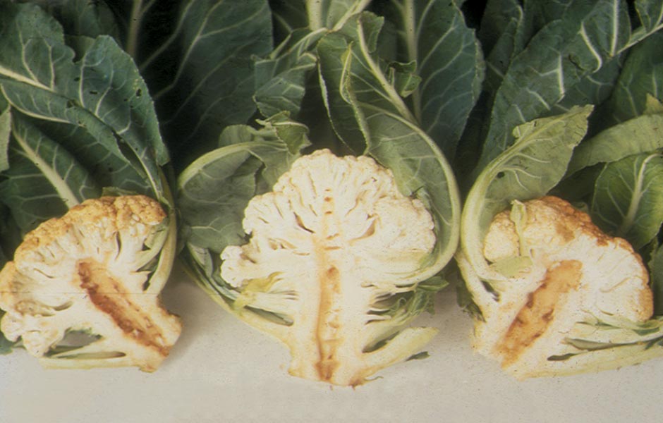 boron deficiency boron deficiency