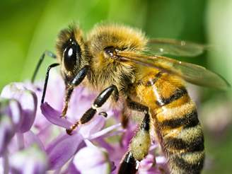 honey bee honey bee