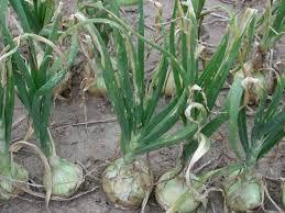 symptoms of thrips infestation symptoms of thrips infestation