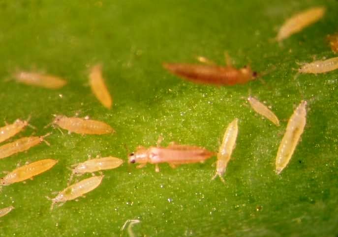 thrips in onion thrips in onion