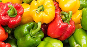 capsicum capsicum