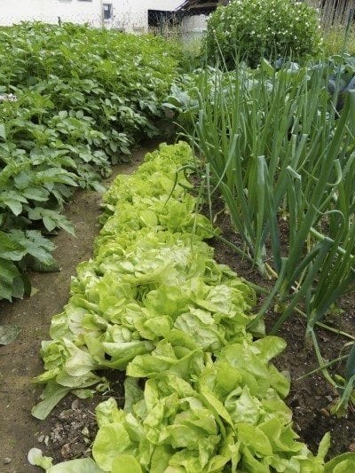 intercrop intercrop
