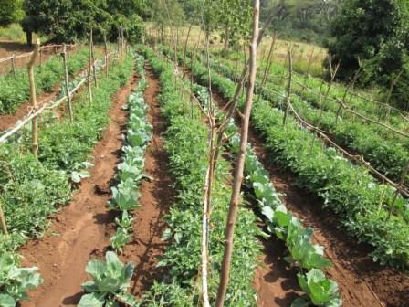 intercrop intercrop