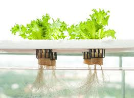 no soil famring no soil famring