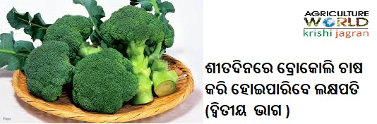 broccoli broccoli
