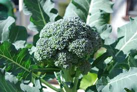 broccoli broccoli