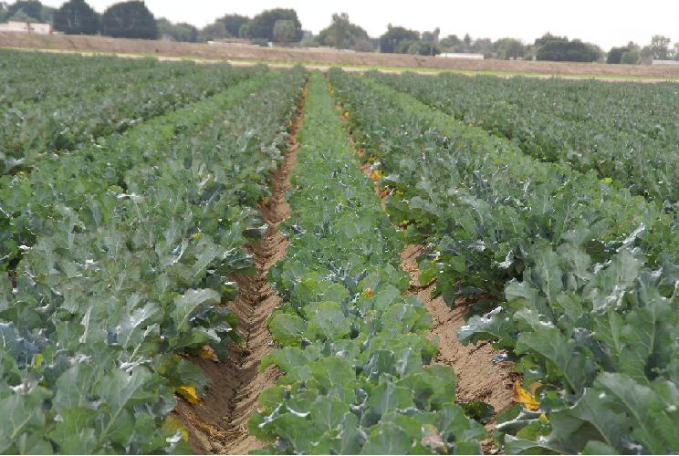 cultivating broccoli cultivating broccoli