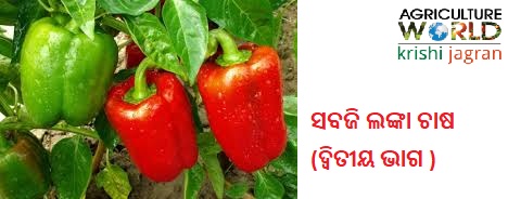 capsicum capsicum