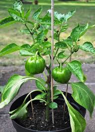 fruiting in capsicum fruiting in capsicum