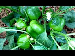 capsicum flowering capsicum flowering