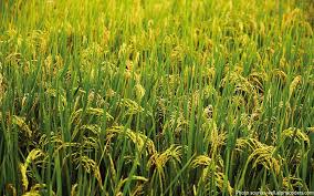 rice field rice field