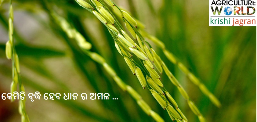 rice rice