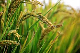 rice plant rice plant