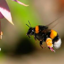 bumble bee bumble bee