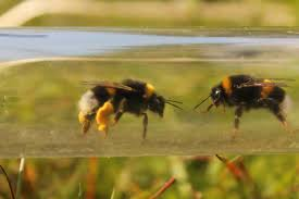 effects of pesticides effects of pesticides
