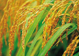 rice gene rice gene