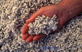 edibble cotton seeds edibble cotton seeds