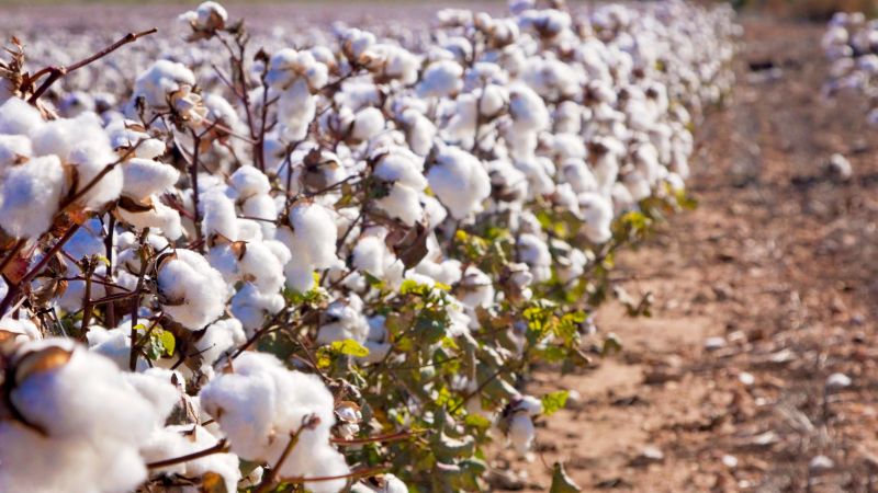 cotton cotton
