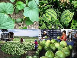 watermelon watermelon