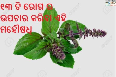 tulasi as a mediicne tulasi as a mediicne