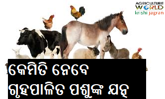 how to care for livestock how to care for livestock