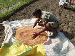 seed treatment seed treatment