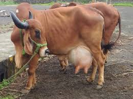 gir cow gir cow