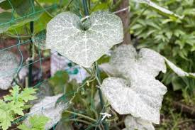 powdery mildew powdery mildew