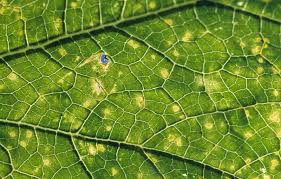 anthracnose anthracnose