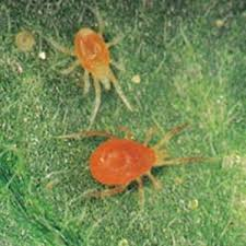red spider mite red spider mite