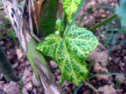 mosaic okra mosaic okra