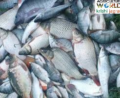 fishery fishery