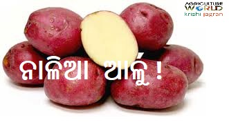 red potatoes red potatoes