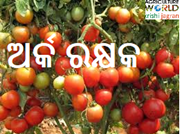  ଗୋଟେ ଗଛ ରୁ ୧୯ କି.ଗ୍ରା ଟମାଟୋ  