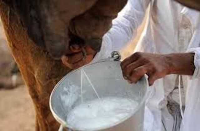 milking a camel milking a camel