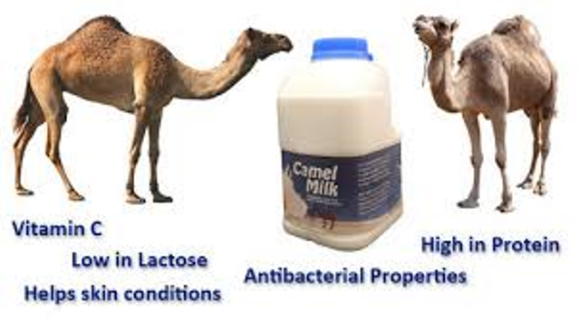 uses of camel milk uses of camel milk