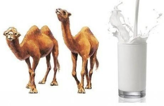 camelmilk camelmilk