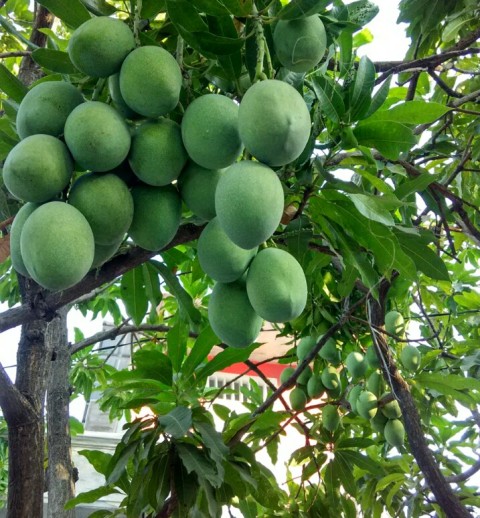 mango plantation mango plantation