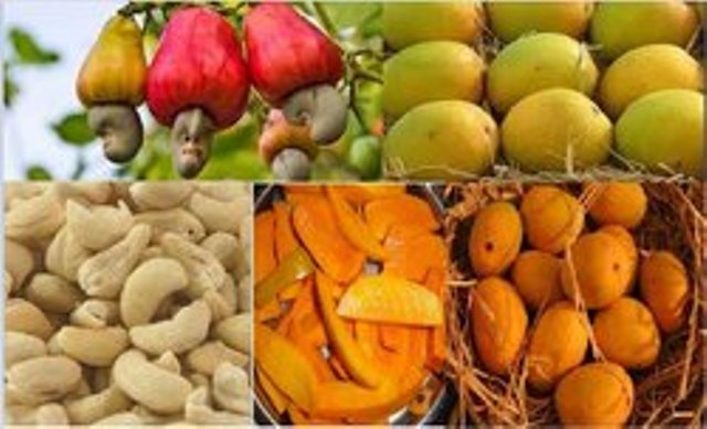 cashew and mangoes cashew and mangoes