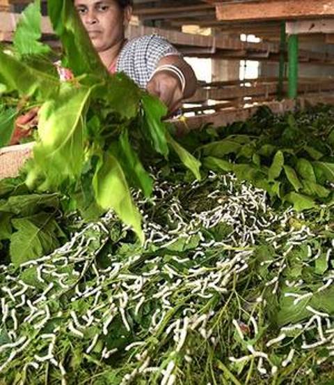silkwoms eating mulberry leaf silkwoms eating mulberry leaf