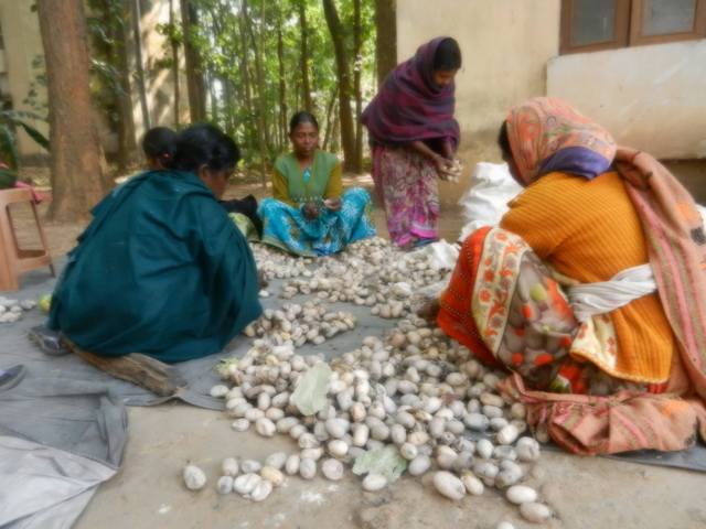 tasar cocoons tasar cocoons