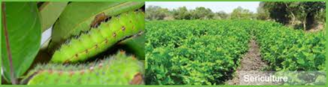 silkworm silkworm