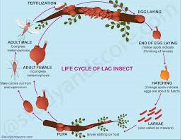 life cycle of lac insect life cycle of lac insect
