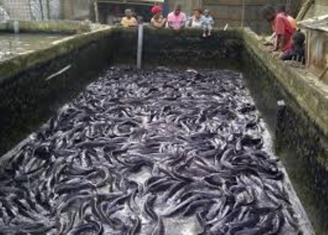 fish farming fish farming