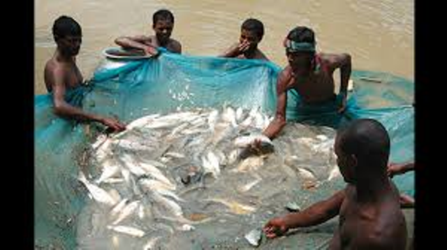 fish rearing fish rearing