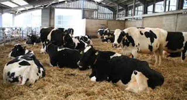 cow shed cow shed