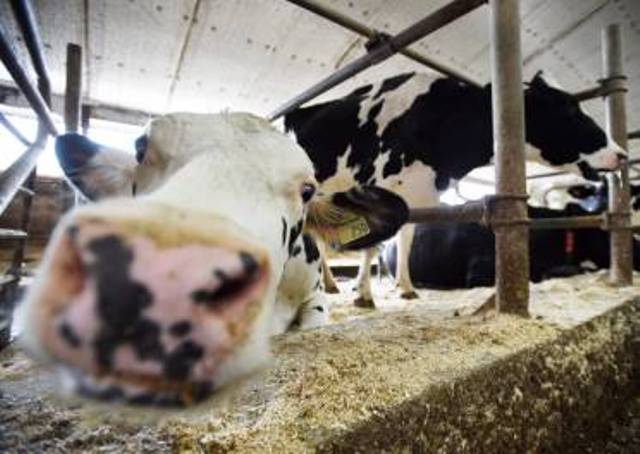 dairy farming dairy farming
